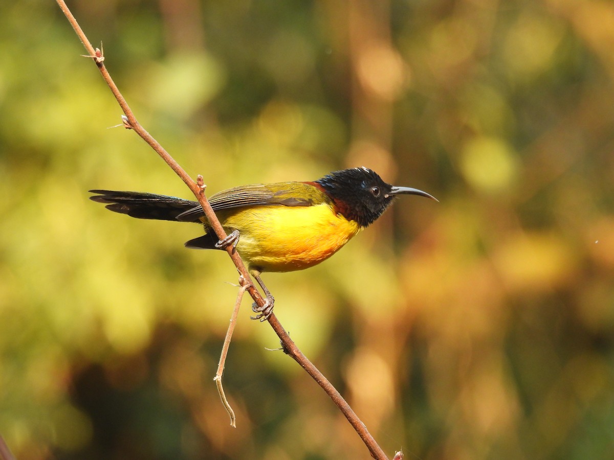 Green-tailed Sunbird - ML648756885