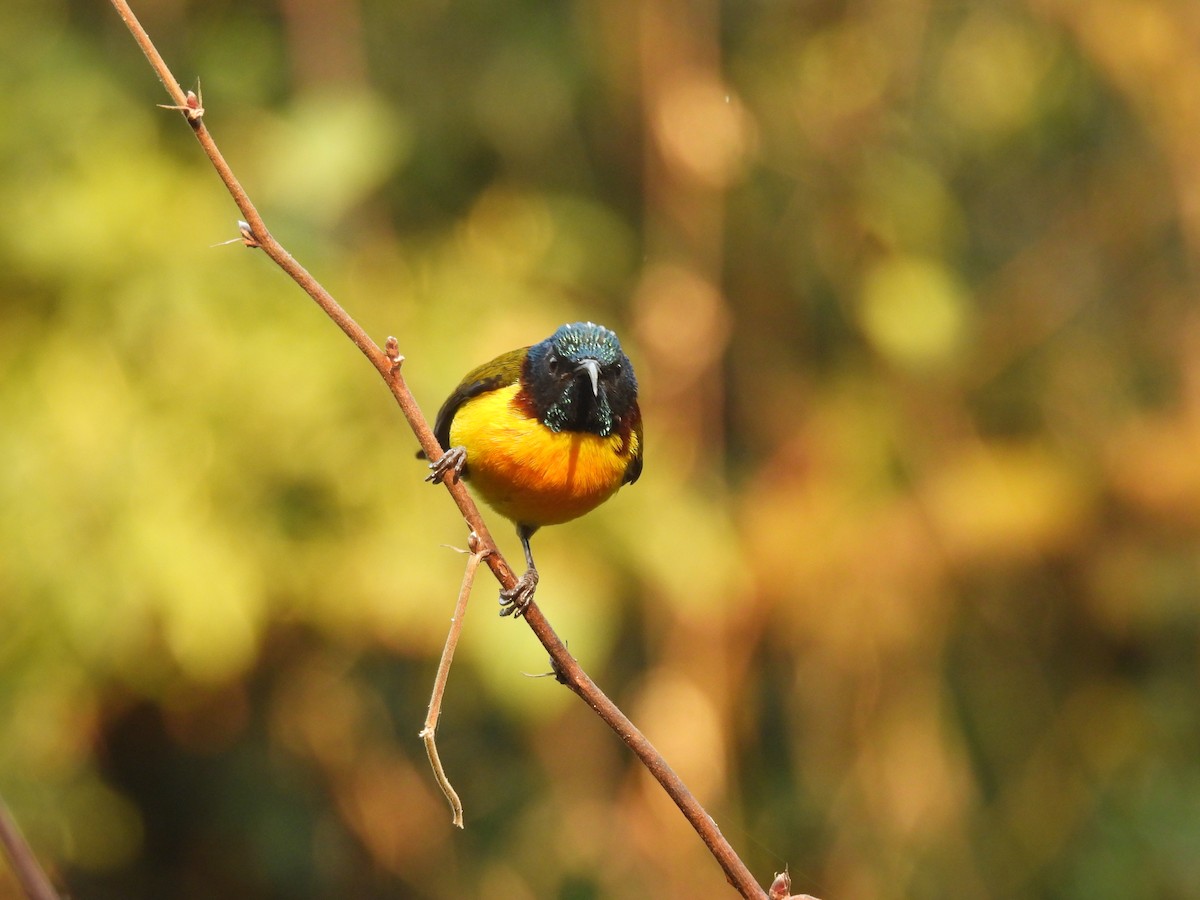 Green-tailed Sunbird - ML648756886