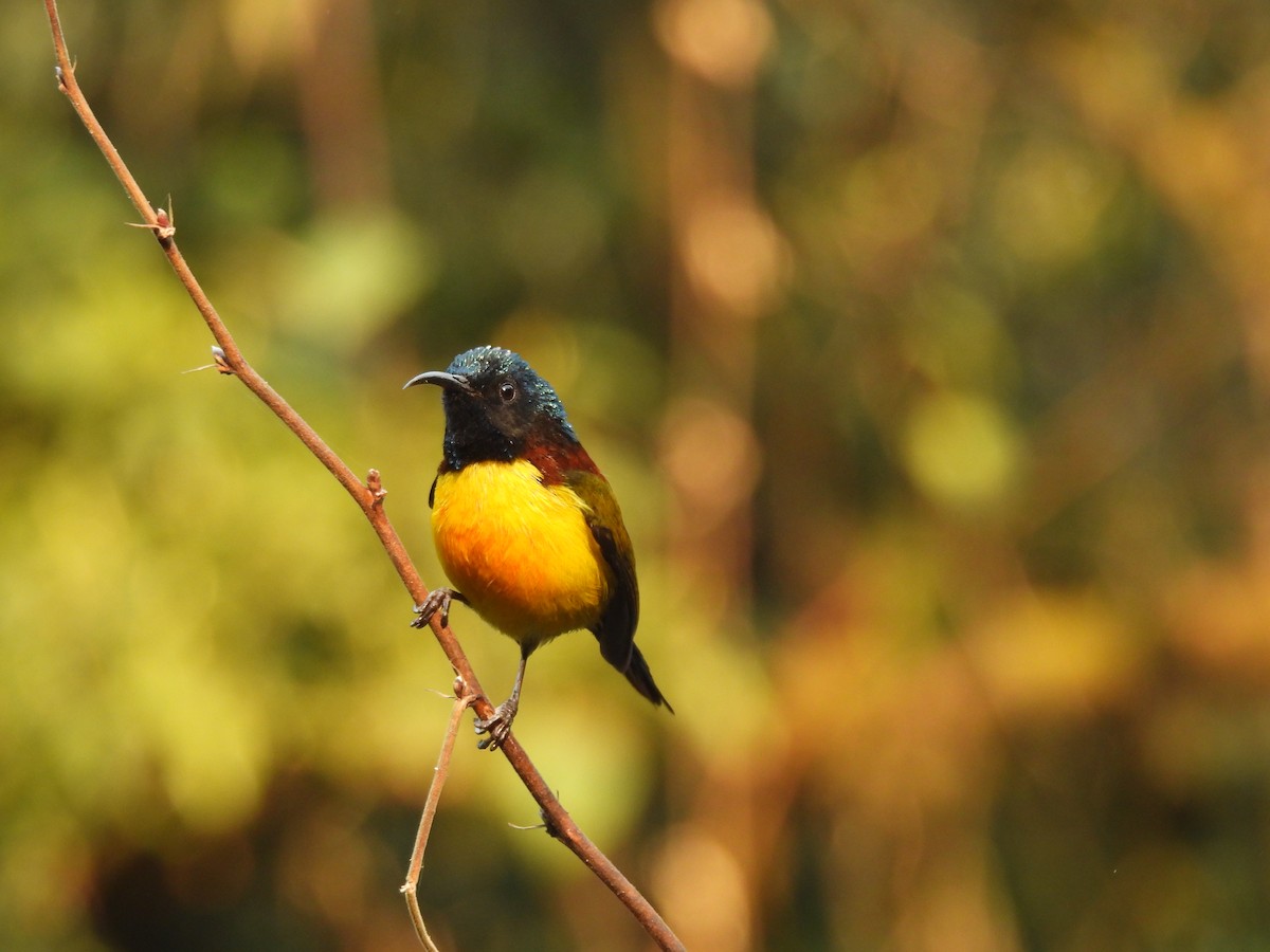 Green-tailed Sunbird - ML648756887
