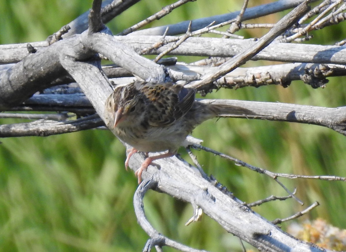 Grasshopper Sparrow - Shane Sater