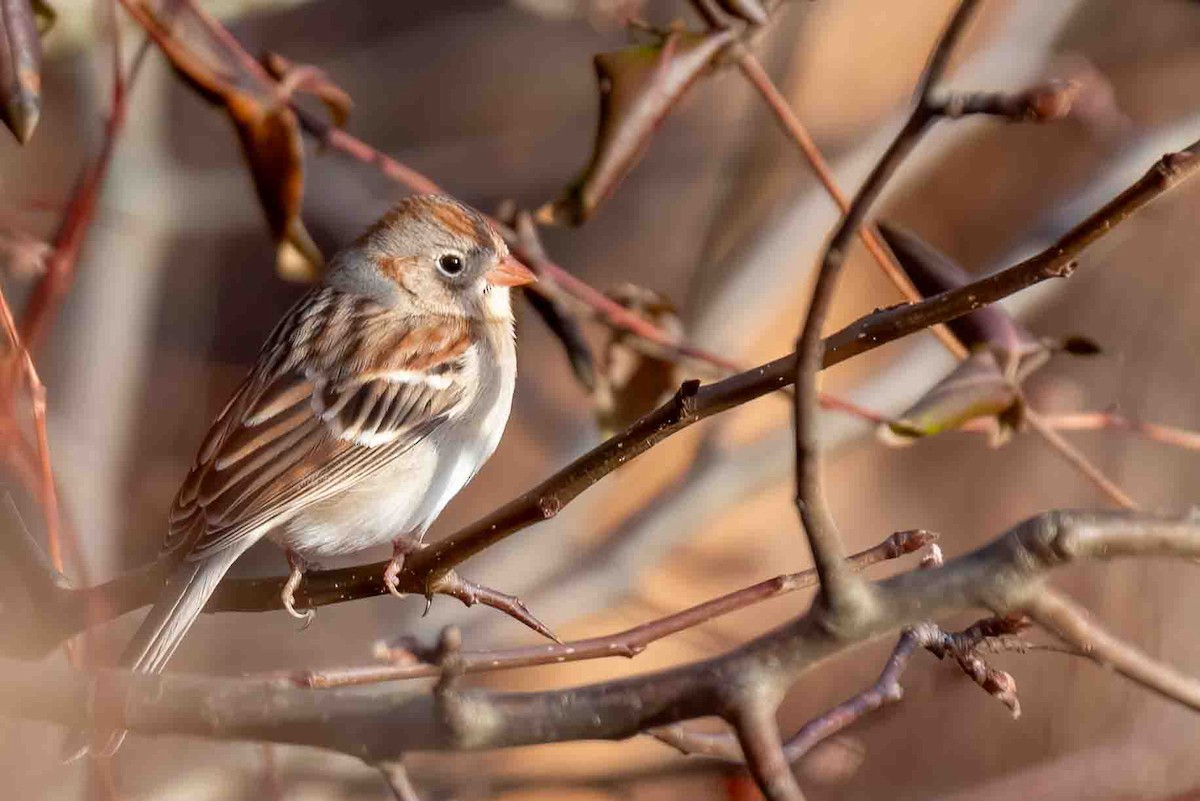 Field Sparrow - ML648757180