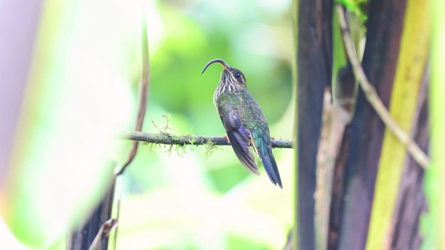 Ерміт-серподзьоб рудохвостий - ML648757187