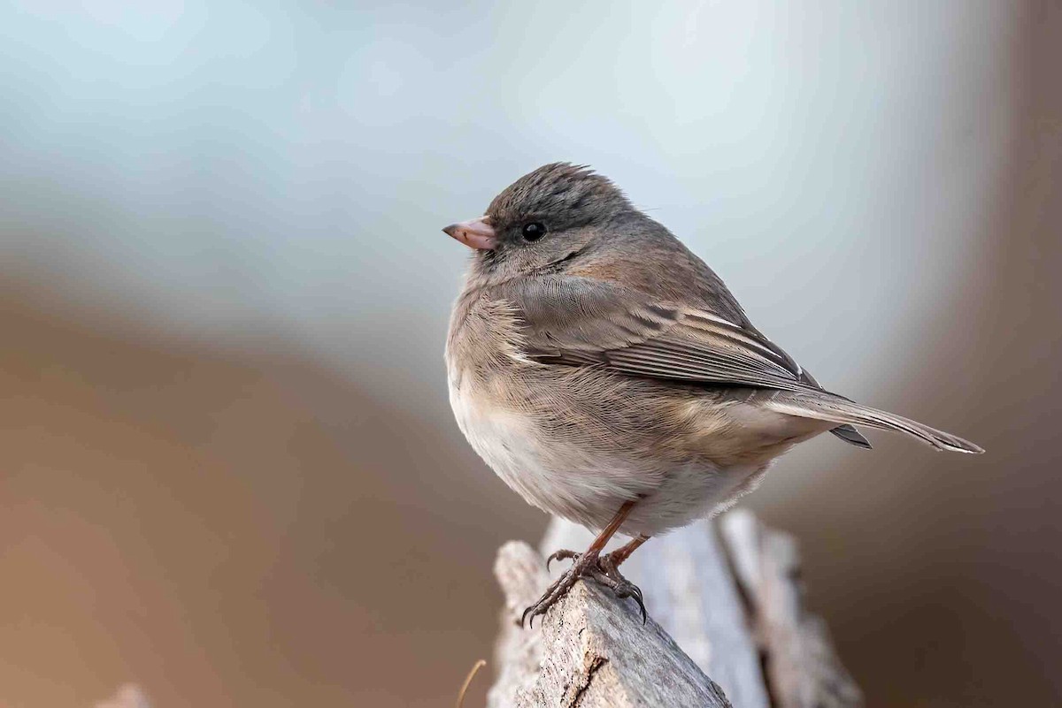 Dark-eyed Junco - ML648757195