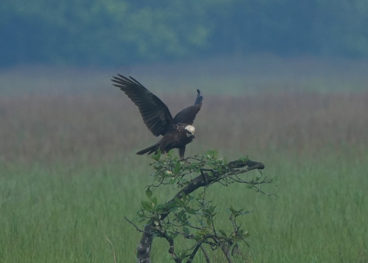 Western Marsh Harrier - ML648757735