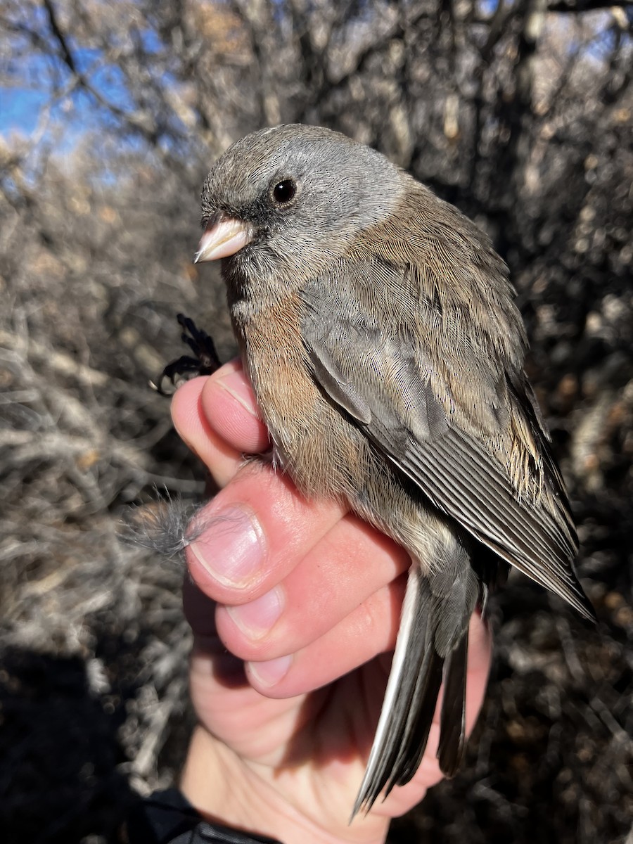 Dark-eyed Junco (Pink-sided) - ML648757761