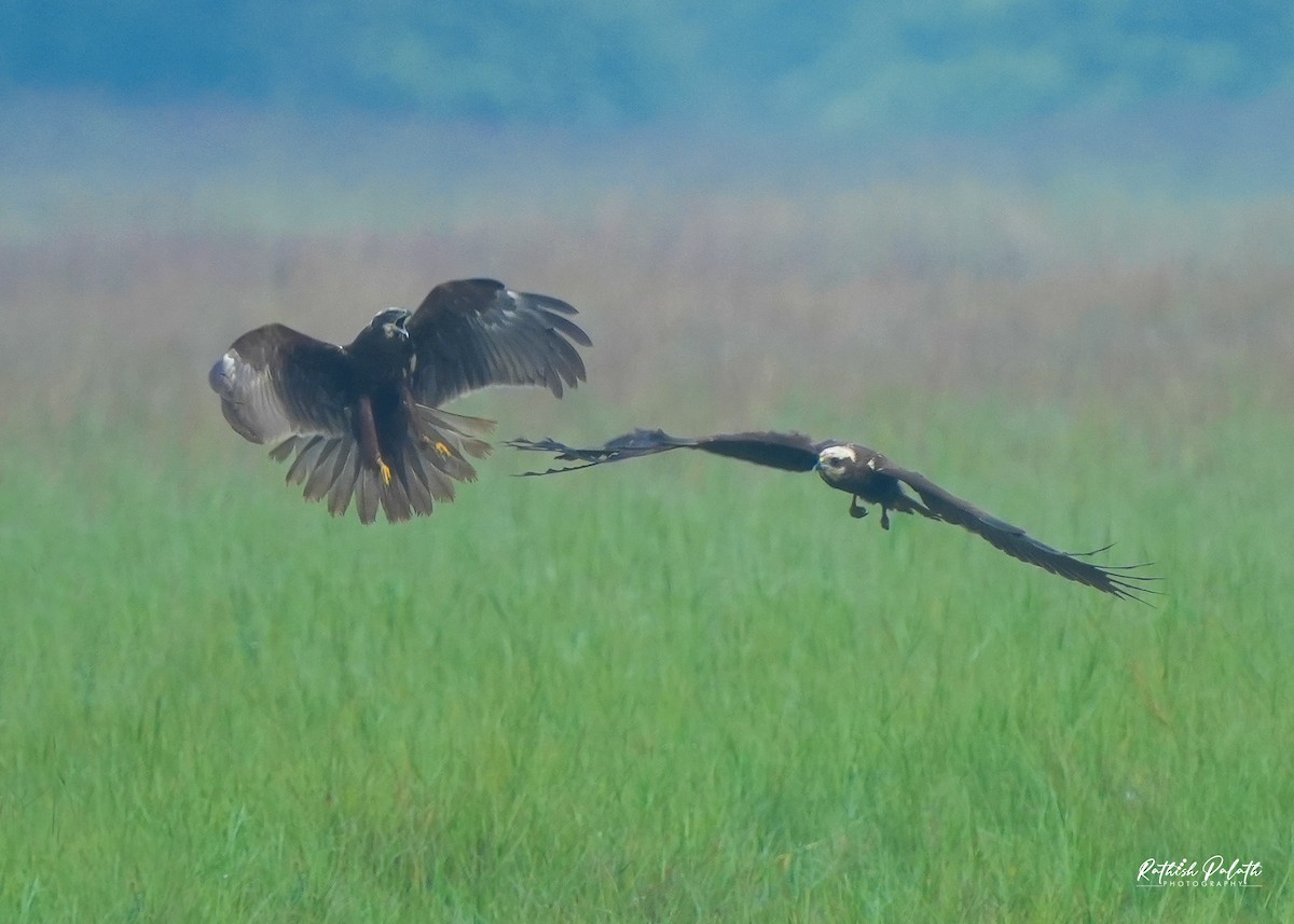 Western Marsh Harrier - ML648757782