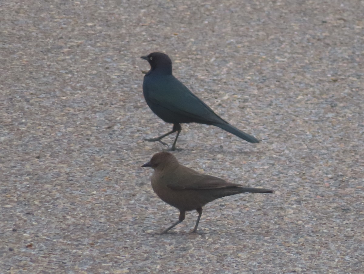 Zanate de Brewer - ML648758046