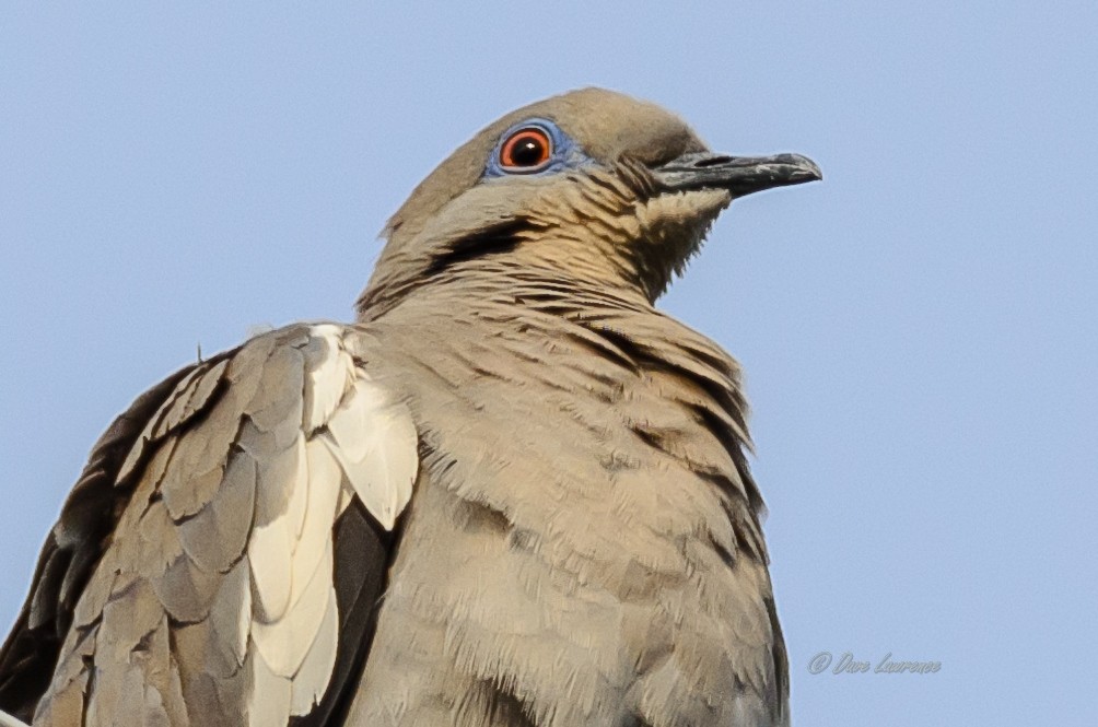 White-winged Dove - David Lawrence