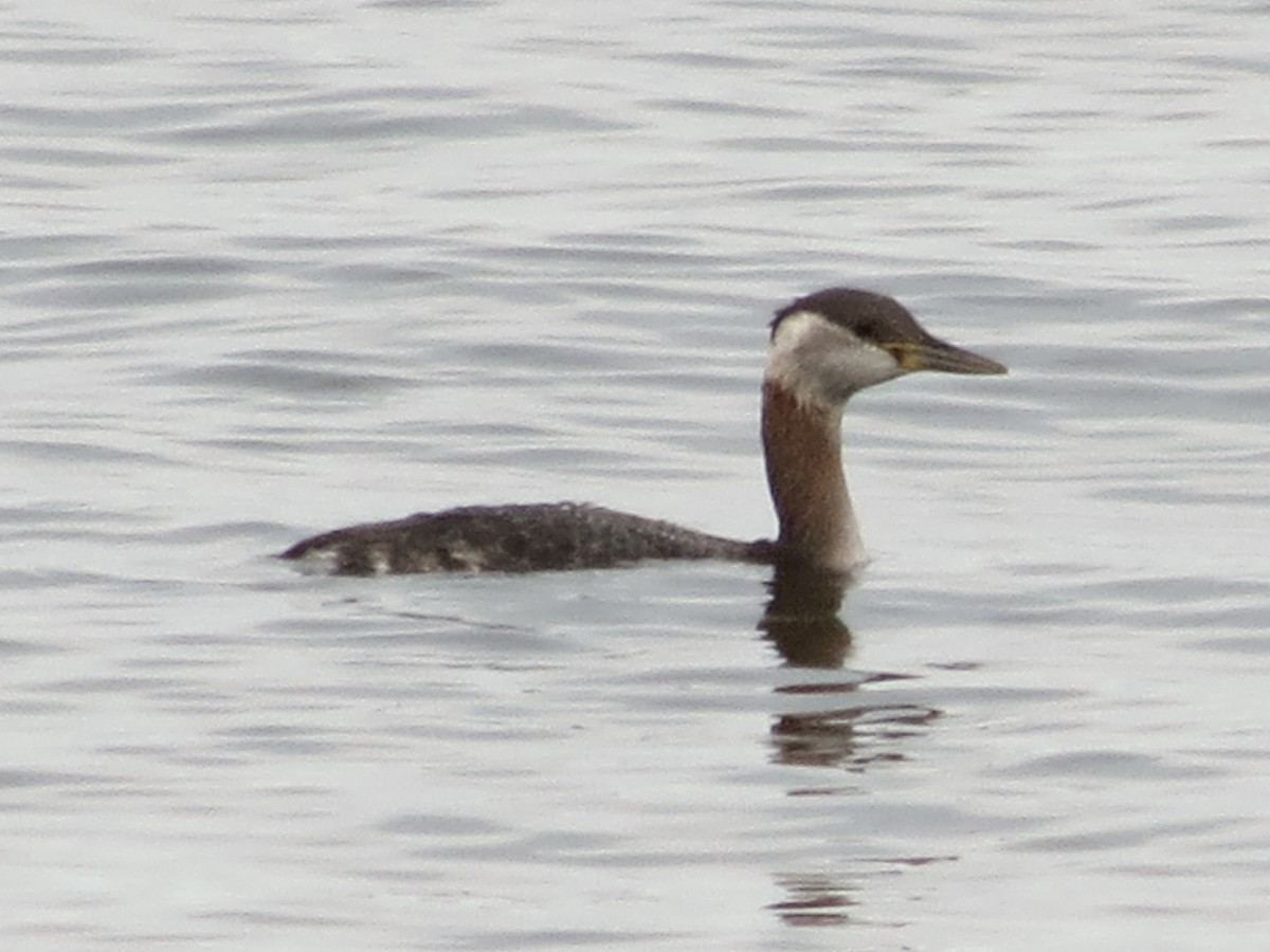 Somormujo Cuellirrojo - ML648758160