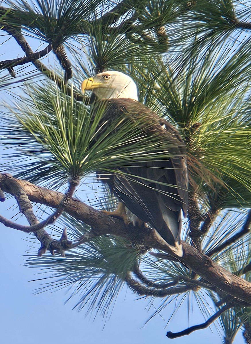 ハクトウワシ - ML648758178