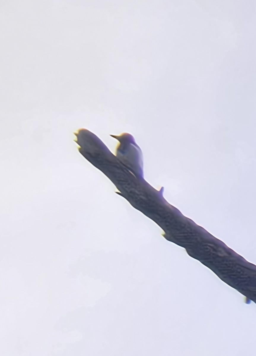 ズアカキツツキ - ML648758184