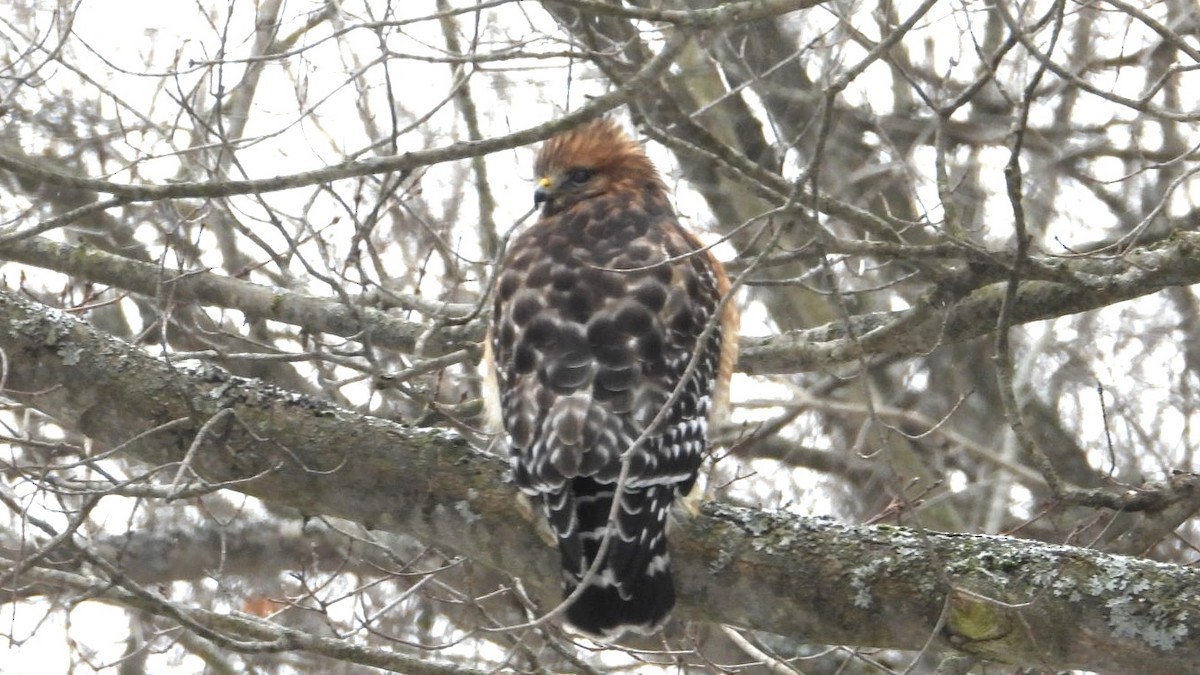 Red-shouldered Hawk - ML648758359