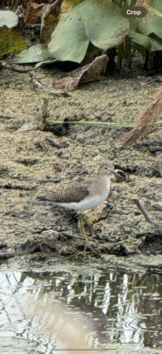 コシグロクサシギ - ML648758436