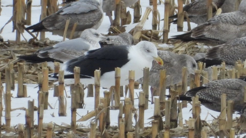 Great Black-backed Gull - ML648758473