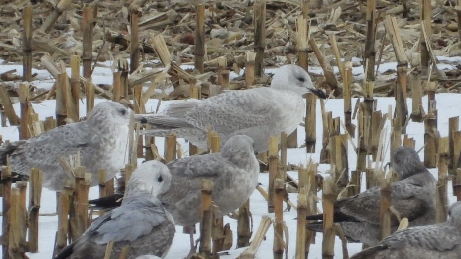 Iceland Gull - ML648758480