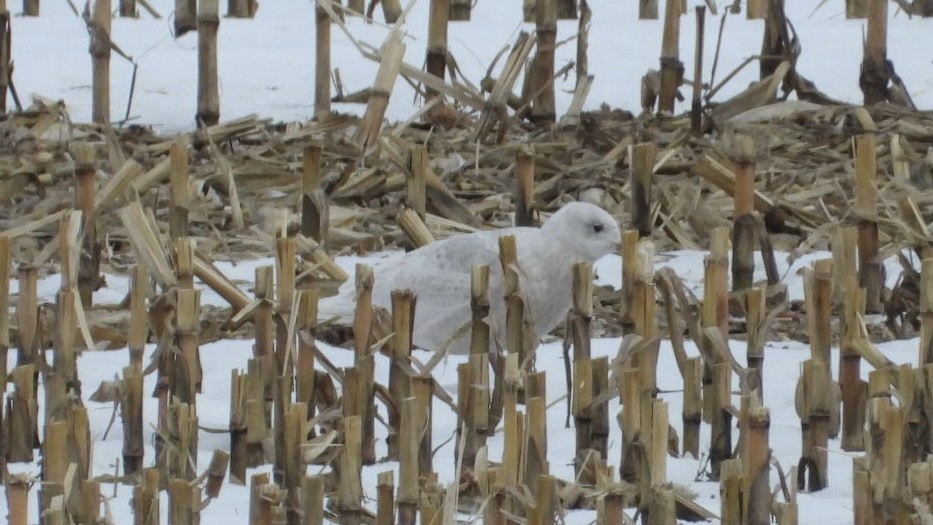 Iceland Gull - ML648758481