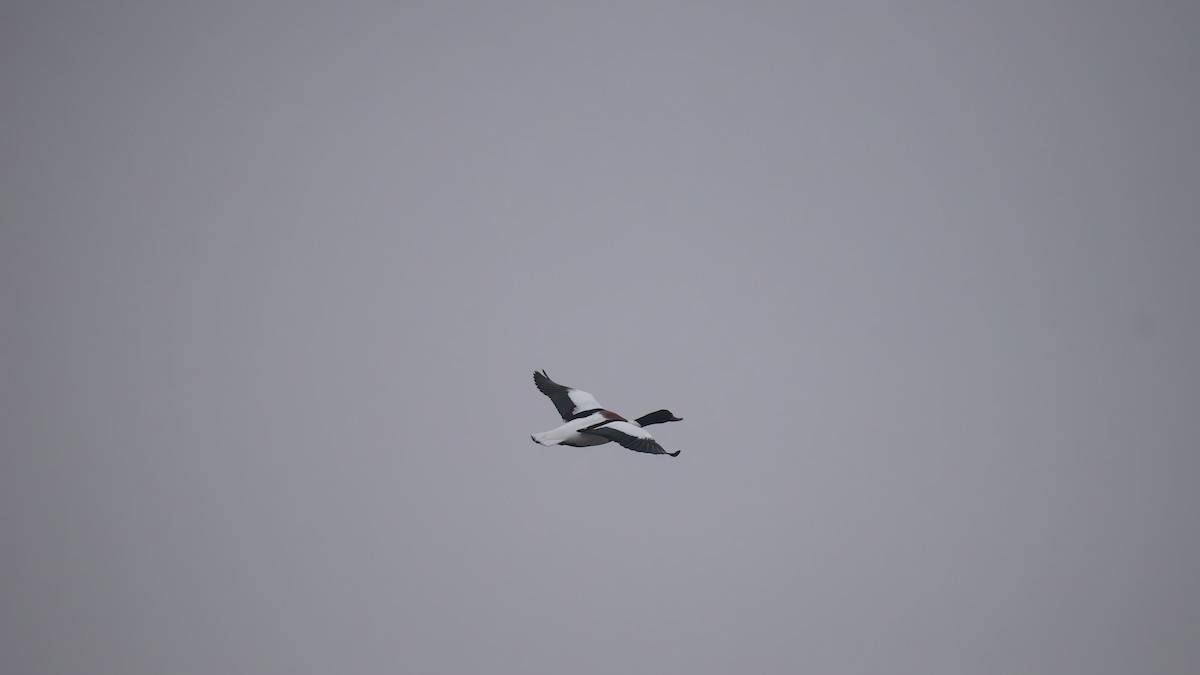 Галагаз євразійський - ML648758625