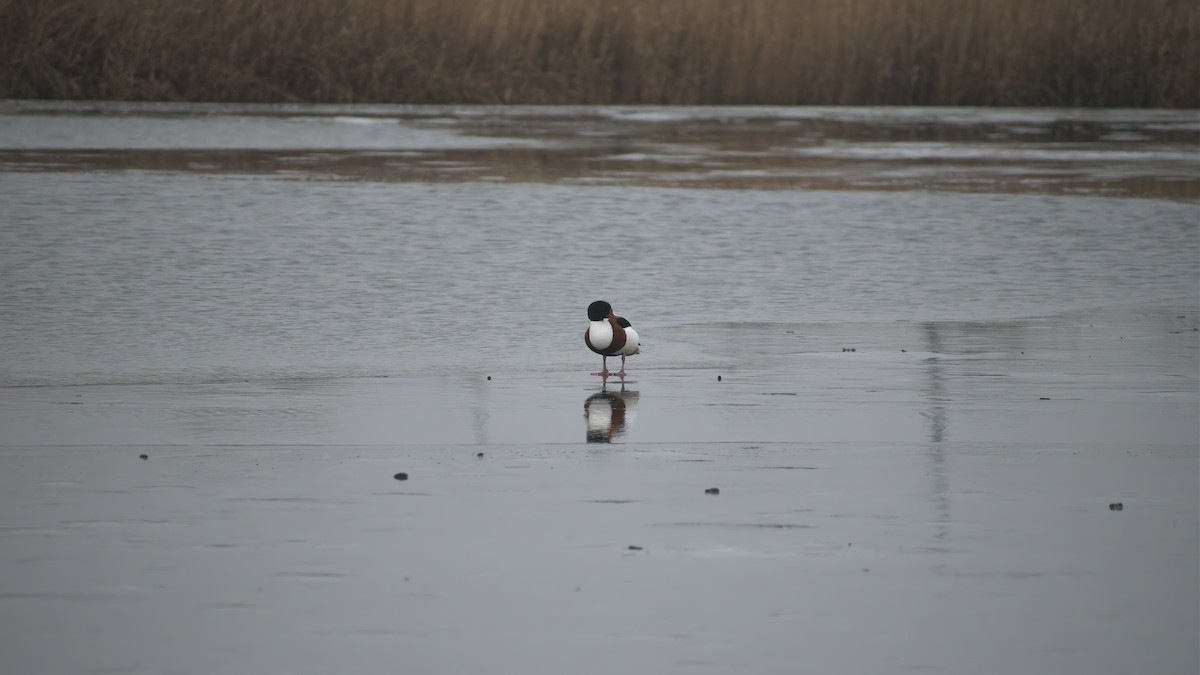 Галагаз євразійський - ML648758627