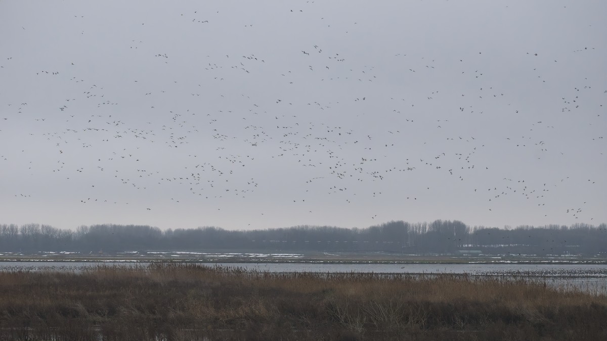 Свищ євразійський - ML648758639