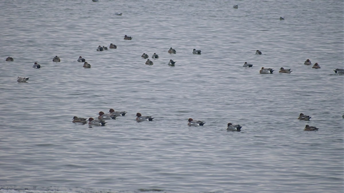 Свищ євразійський - ML648758640