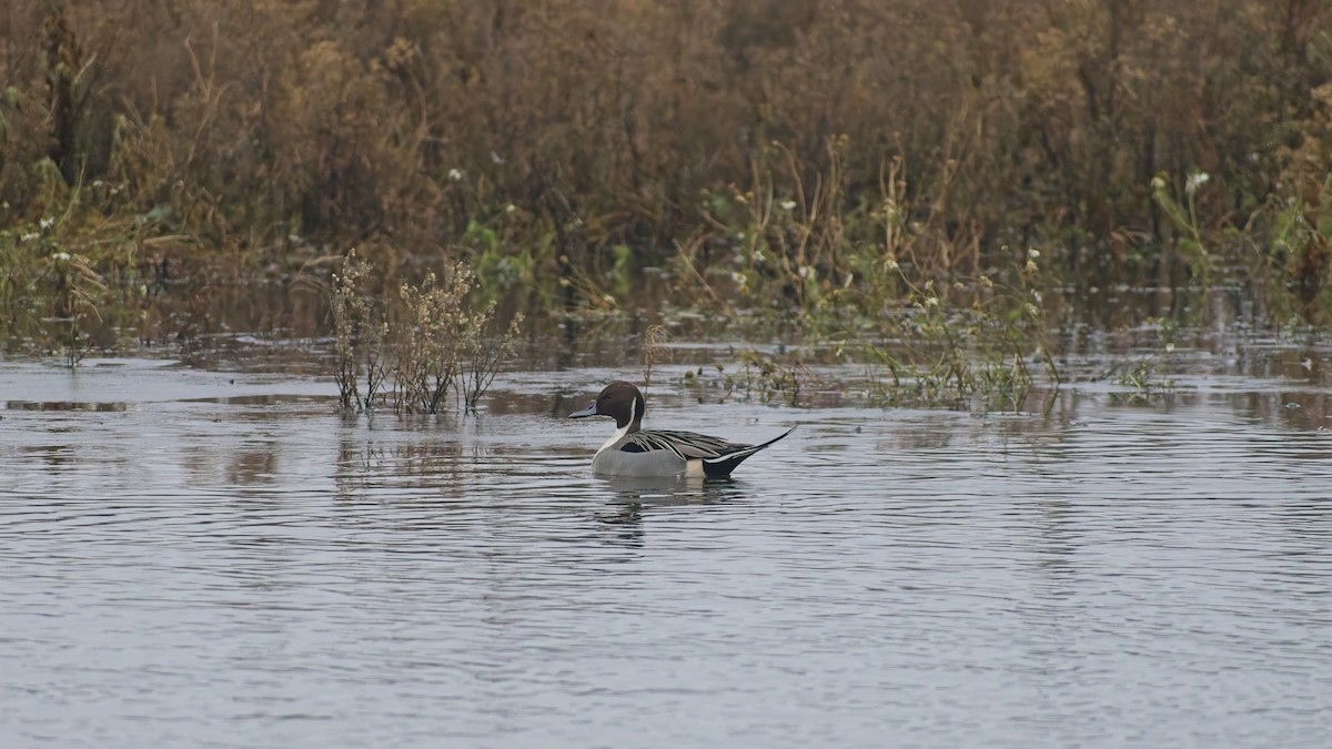 Шилохвіст північний - ML648758650