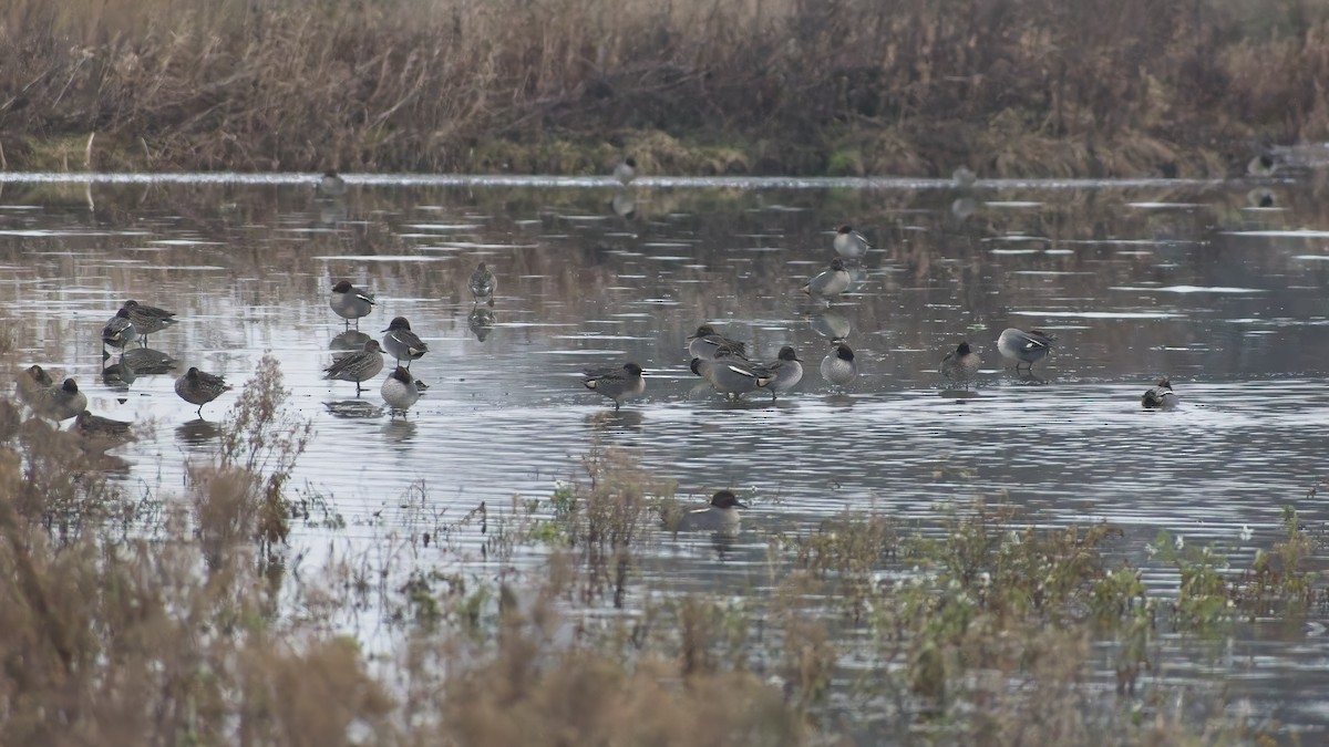 Чирянка мала - ML648758664