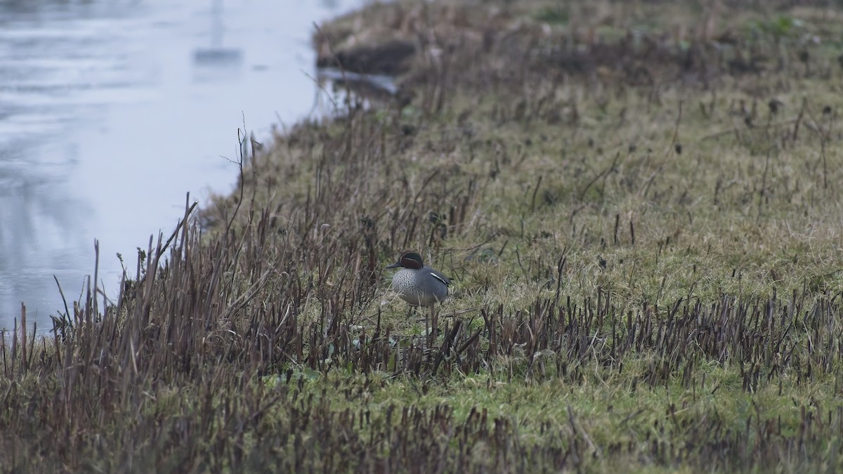 Чирянка мала - ML648758665