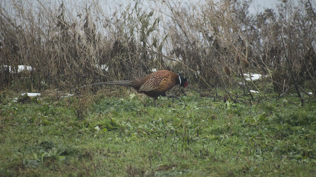 Фазан звичайний - ML648758672