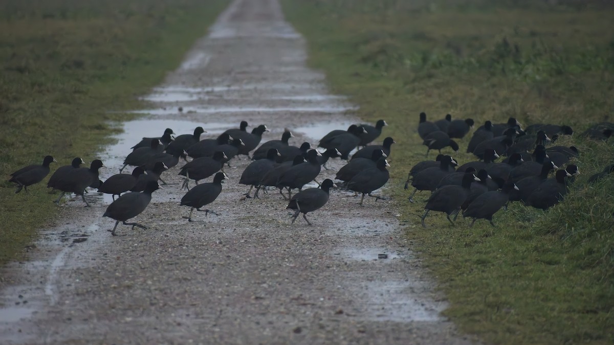 Лиска звичайна - ML648758681