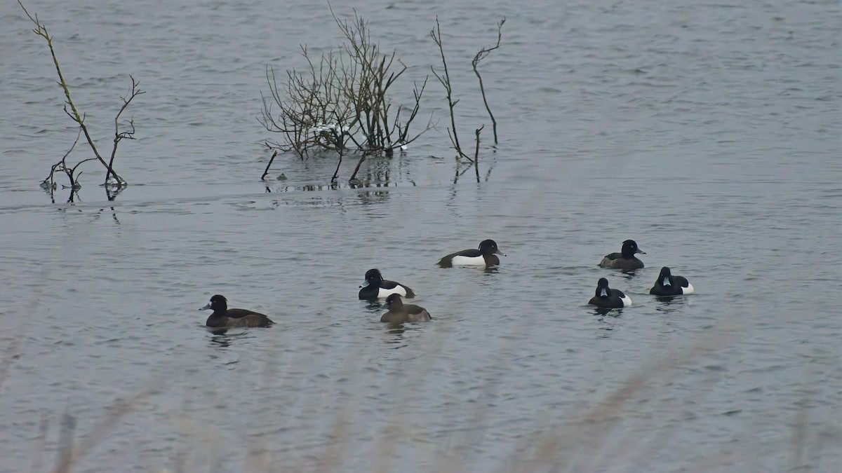 Чернь чубата - ML648758684