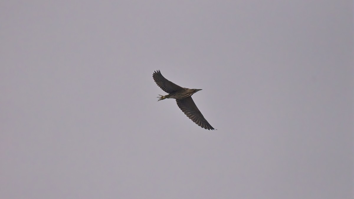 Бугай водяний - ML648758691