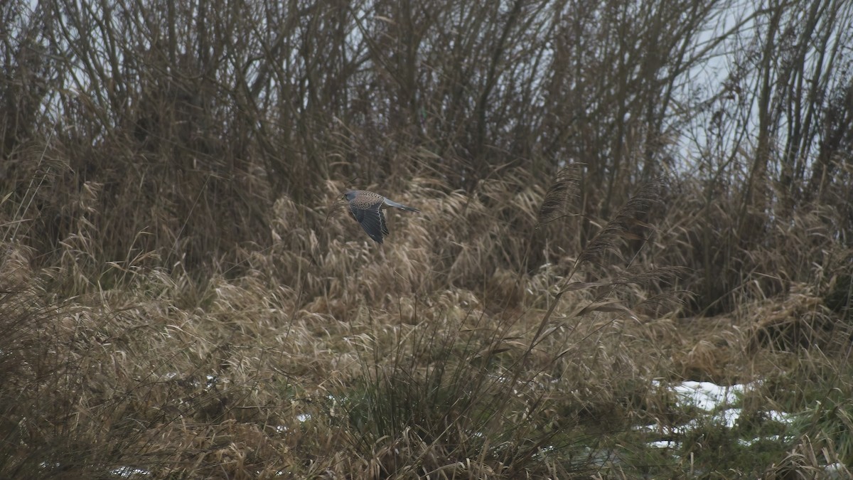 Боривітер звичайний - ML648758707