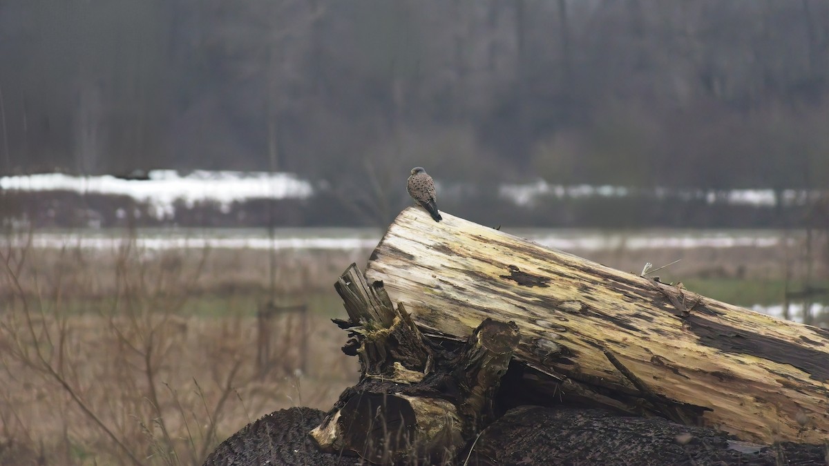 Боривітер звичайний - ML648758708