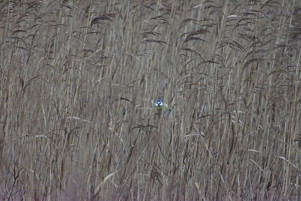 Синиця блакитна - ML648758713