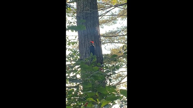 Helmspecht - ML648758723