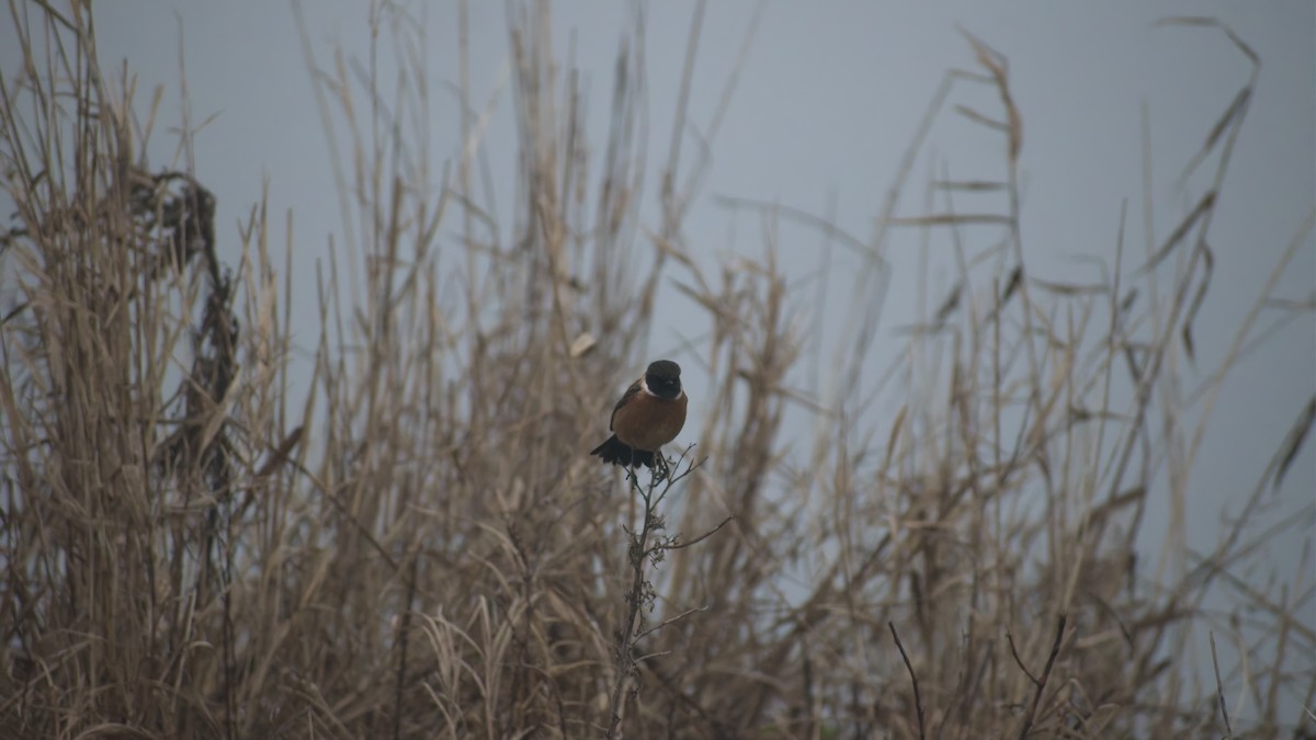 Трав'янка чорноголова - ML648758736