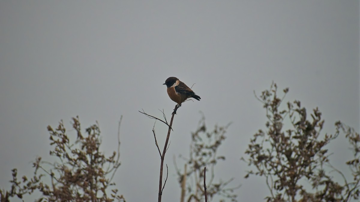 Трав'янка чорноголова - ML648758737