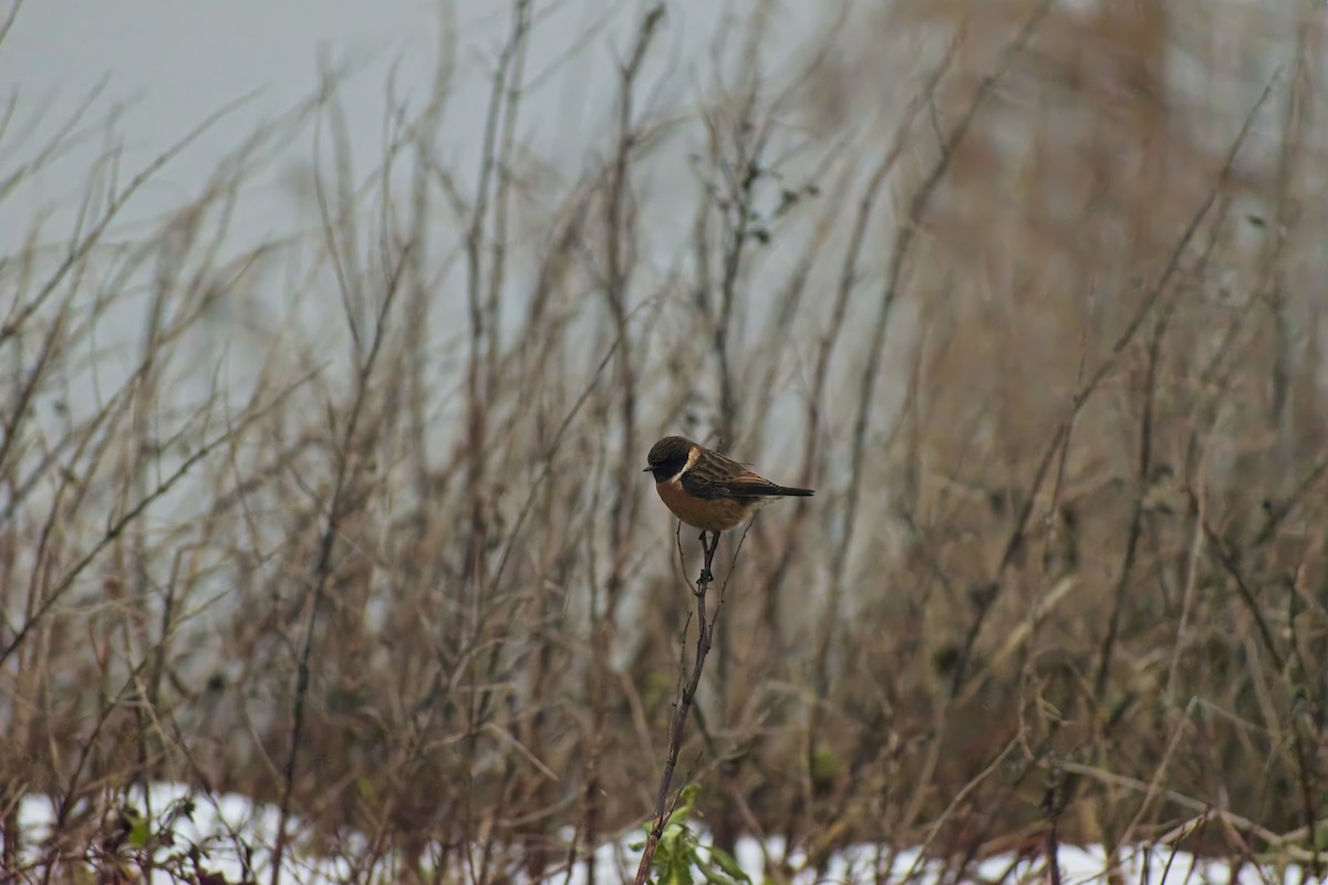 Трав'янка чорноголова - ML648758738