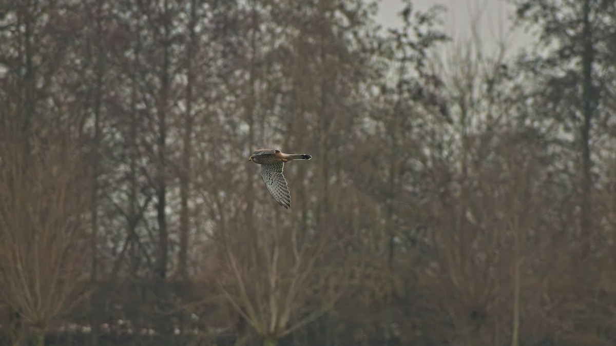 Боривітер звичайний - ML648758748