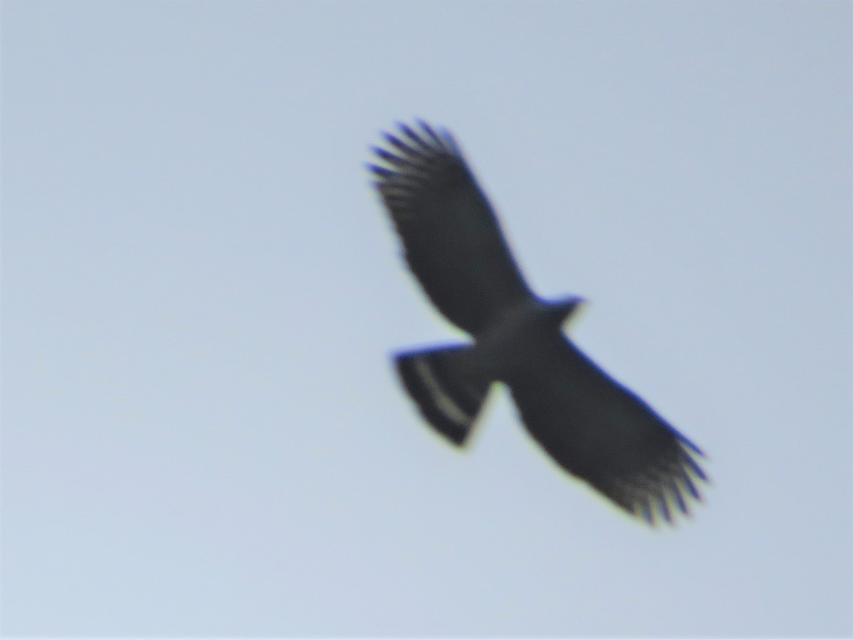 Hook-billed Kite - ML648758751