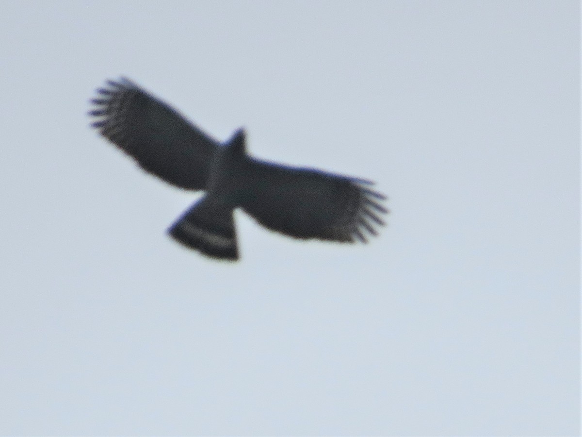 Hook-billed Kite - ML648758752