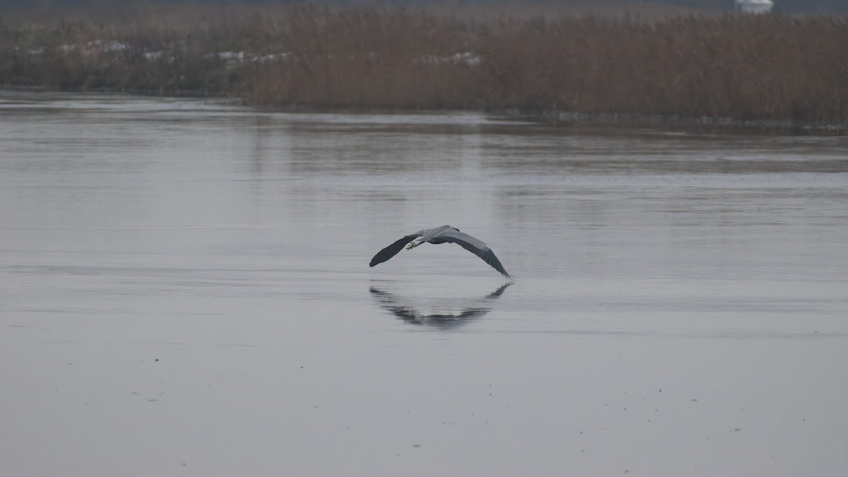 Чапля сіра - ML648758758