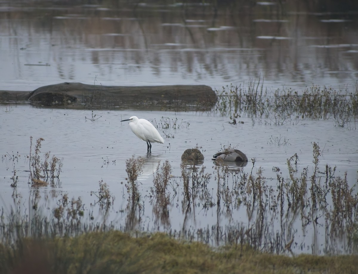 Чепура мала - ML648758781