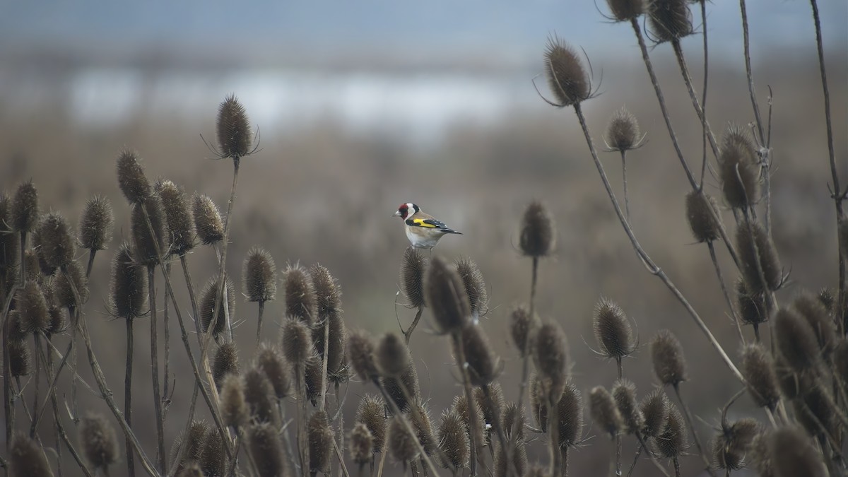 Щиглик звичайний - ML648758793