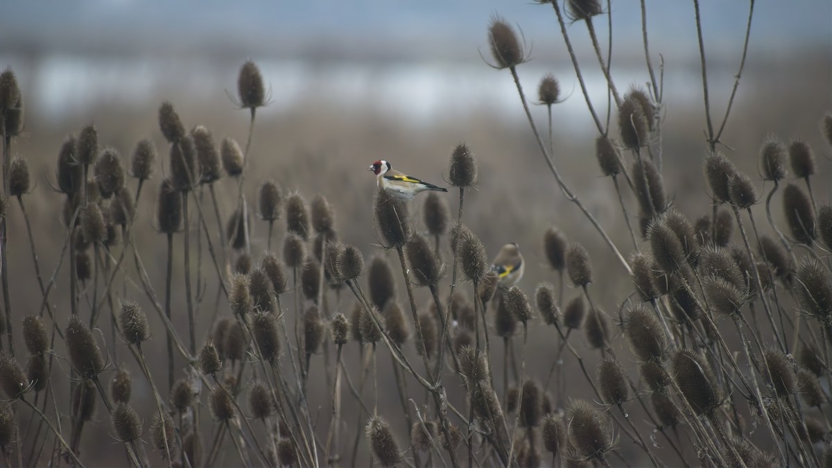 Щиглик звичайний - ML648758794