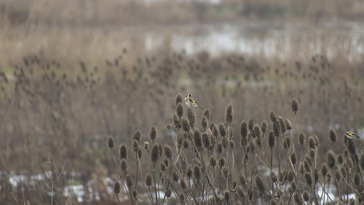 Щиглик звичайний - ML648758795