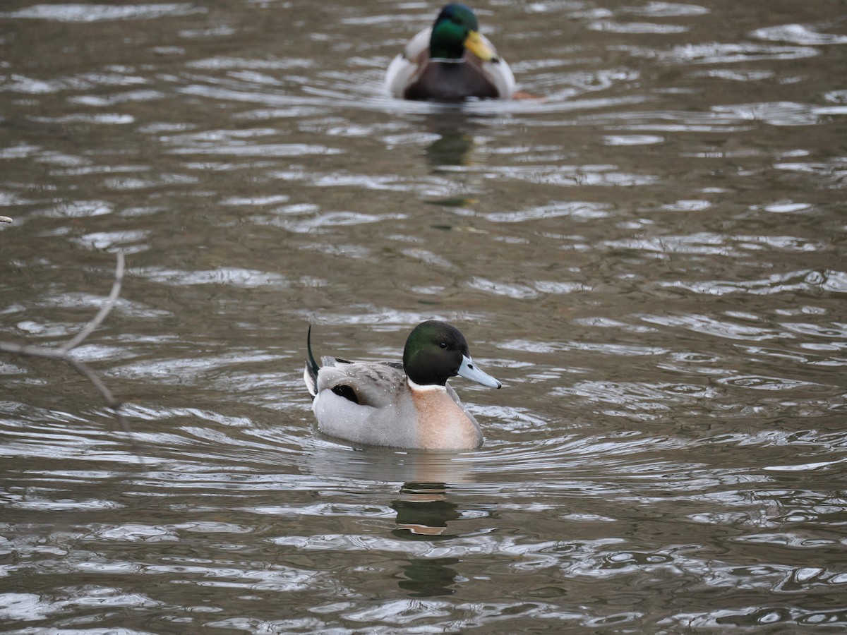 Кряква x Шилохвость (гибрид) - ML648758823