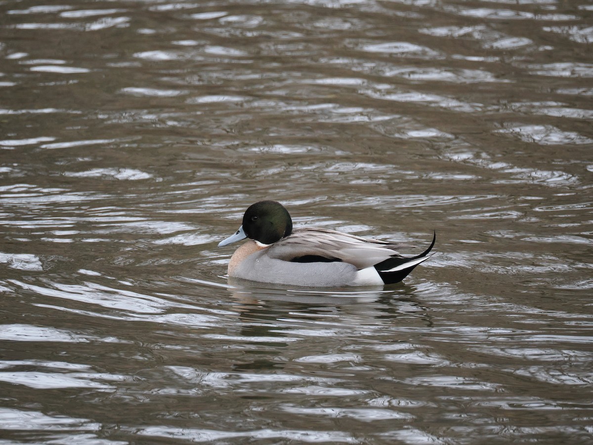 Кряква x Шилохвость (гибрид) - ML648758824