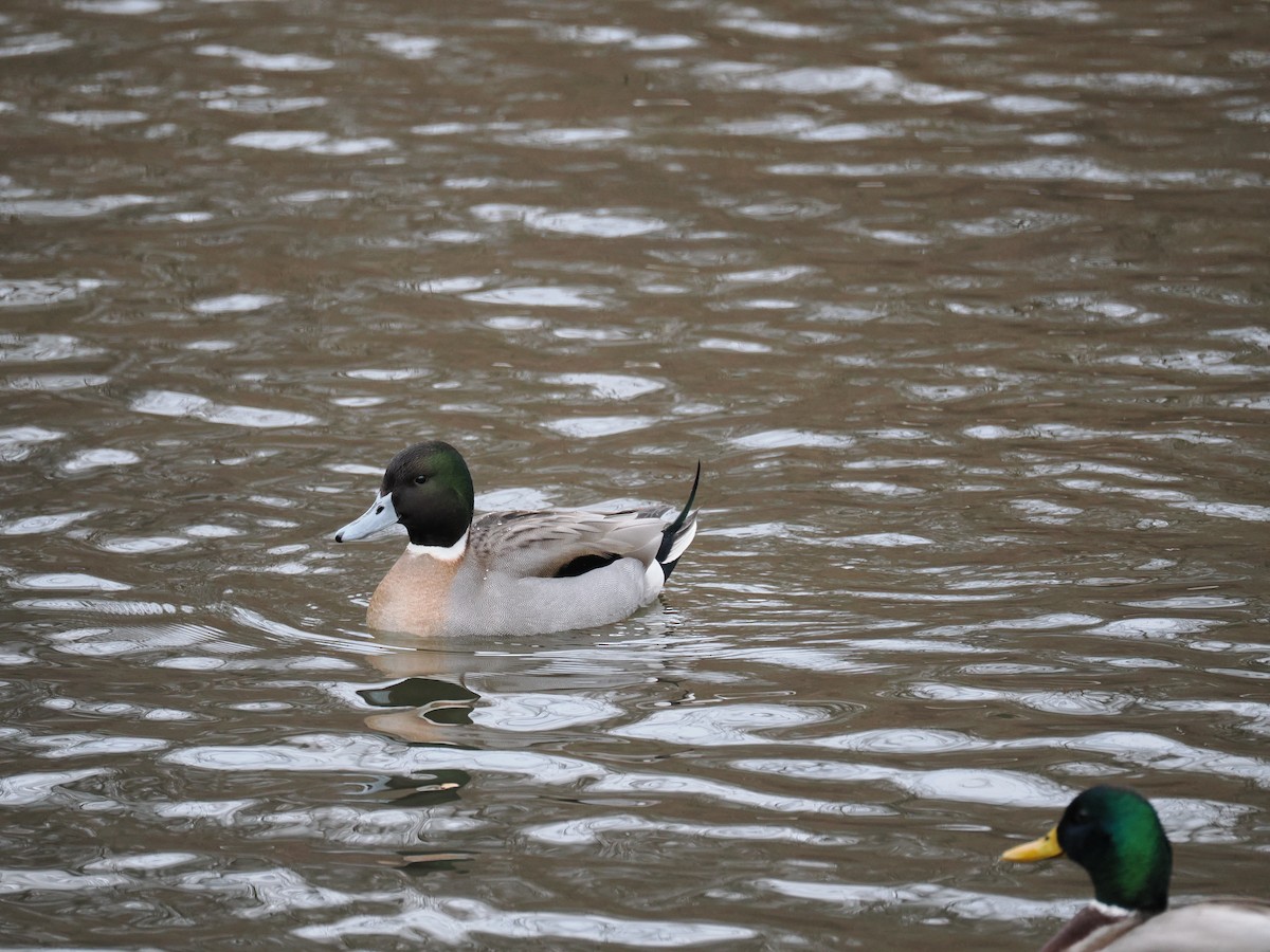 Кряква x Шилохвость (гибрид) - ML648758825