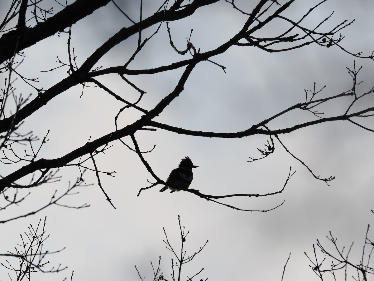 Опоясанный зимородок - ML648758827